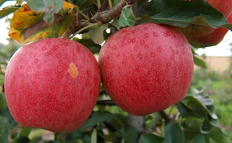 Apple 'Gala'