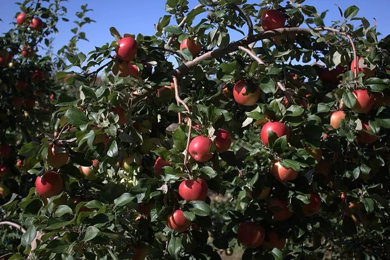 Fruit Tree Catalog