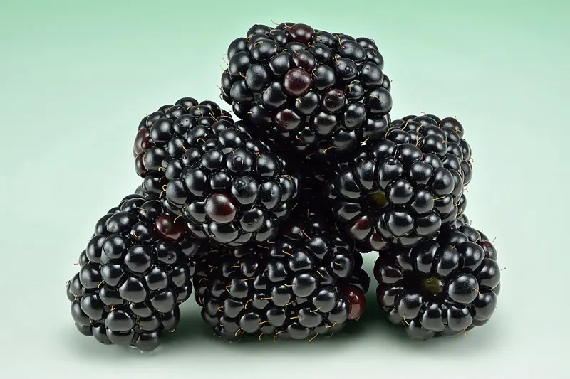 Blackberry 'Triple Crown'