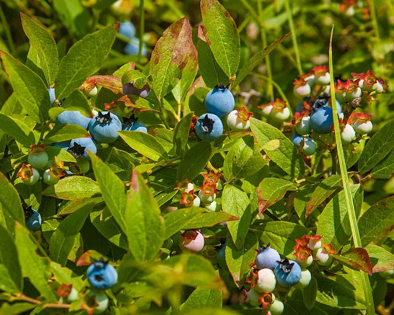 Blueberry 'Bluecrop'