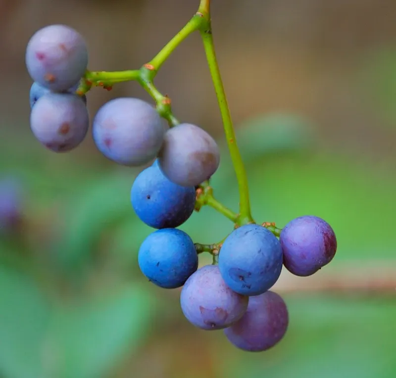 Blueberry 'Patriot'