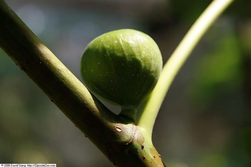 Brown Turkey Fig