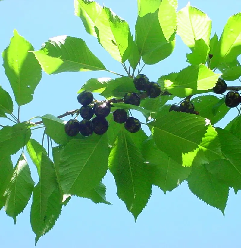 Cherry 'Bing'