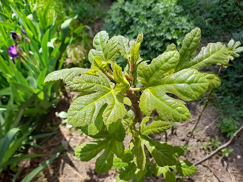 Chicago Hardy Fig