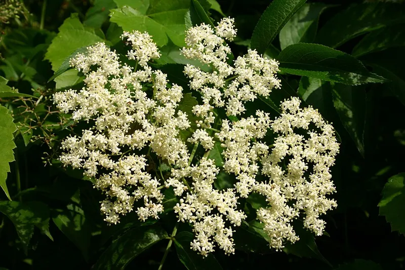 Elderberry