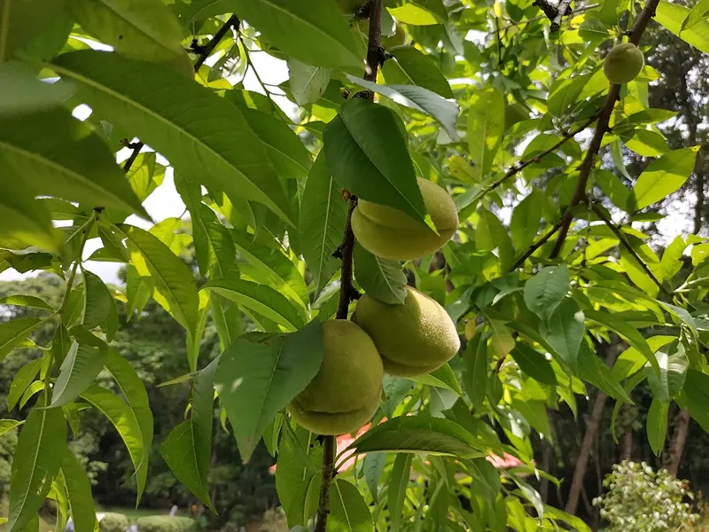 Peach 'Redhaven'