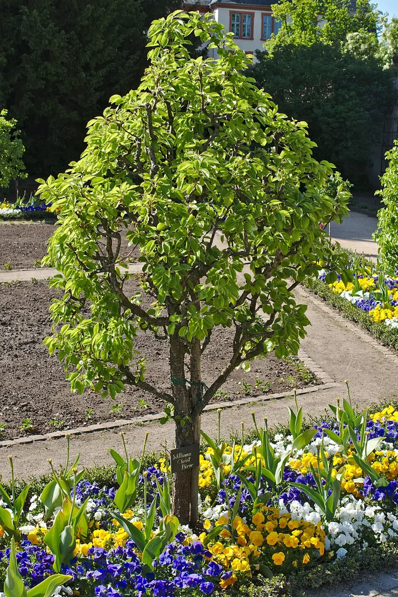 Pear 'Bartlett'