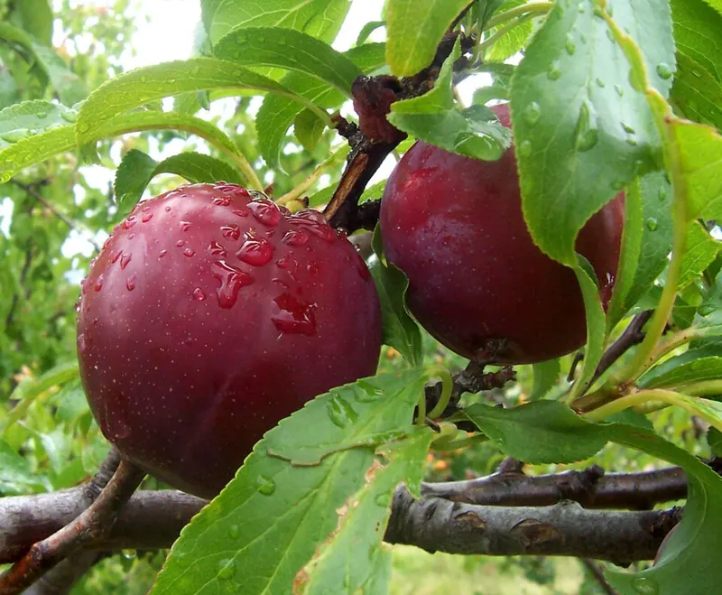 Plum 'Methley'