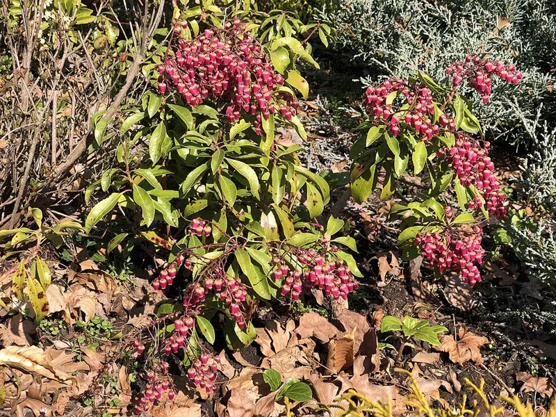 Andromeda (Pieris)