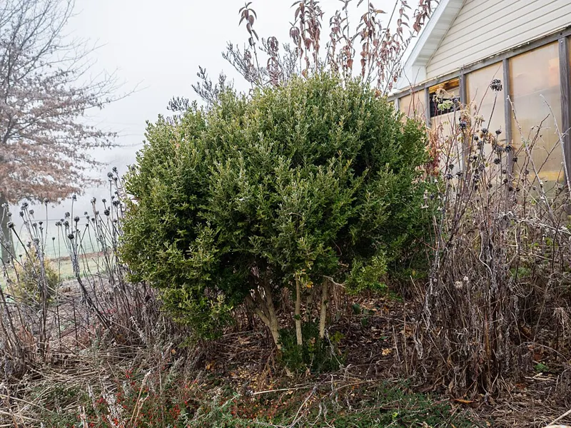 Baby Gem Boxwood