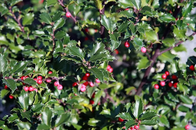 Blue Holly 'Blue Princess'