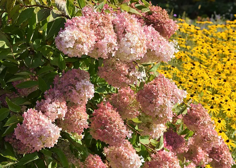 Bobo Hydrangea