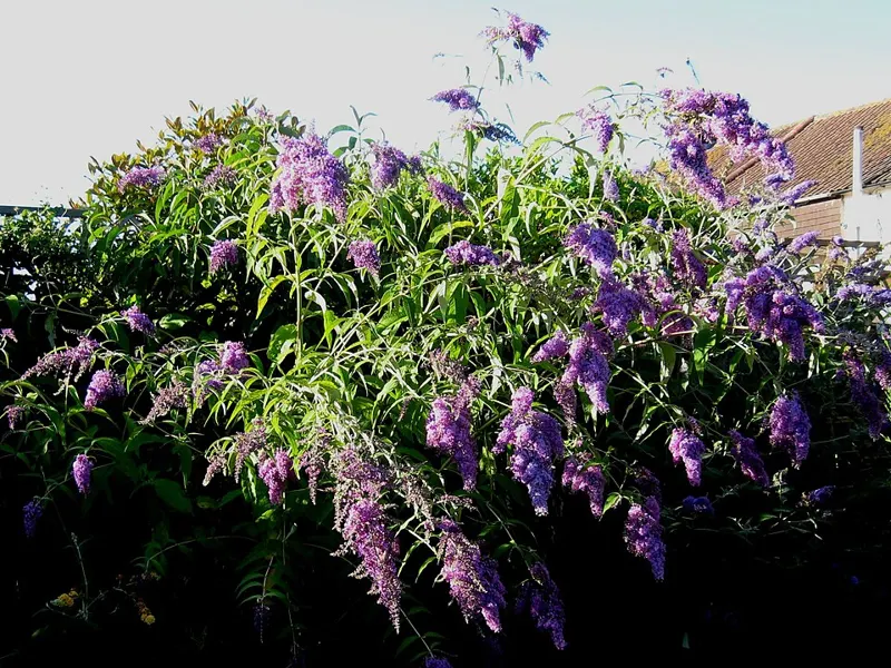 Butterfly Bush