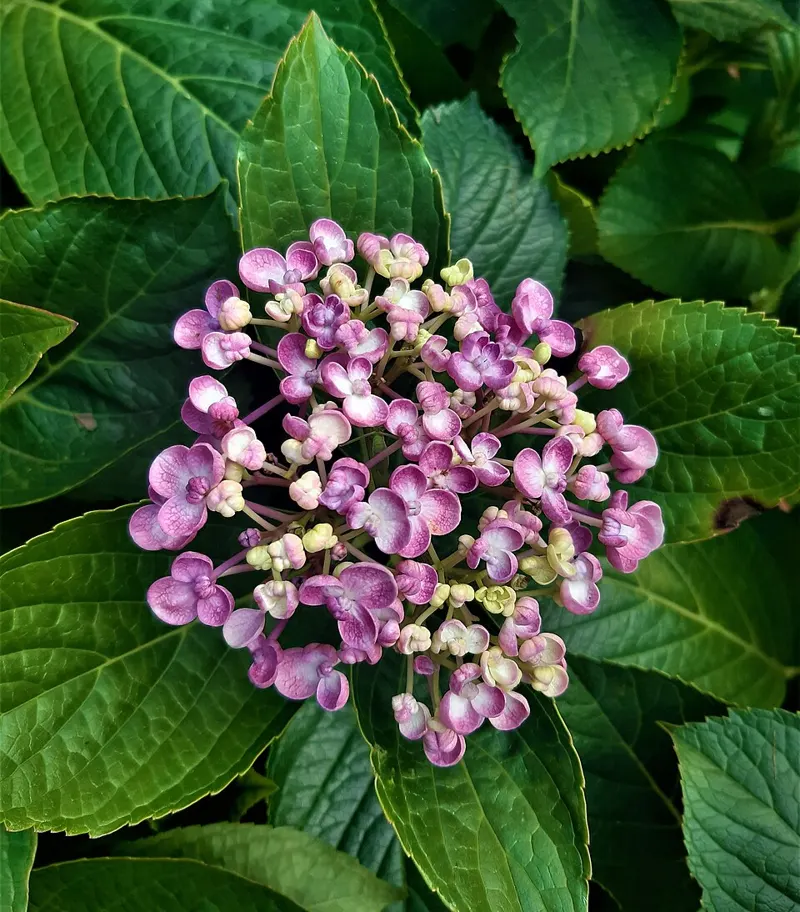 Cityline Hydrangea