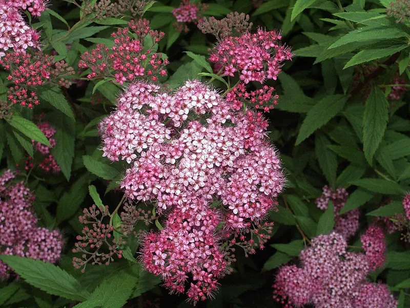 Double Play Spirea