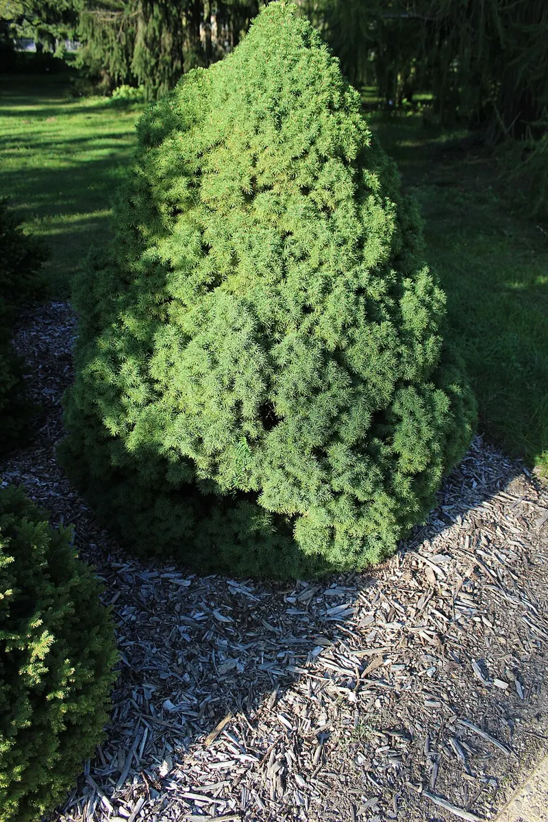 Dwarf Alberta Spruce