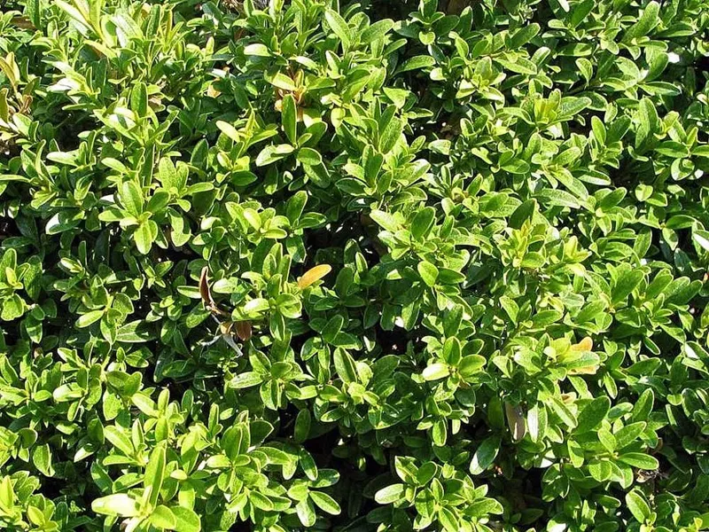 Dwarf Boxwood 'Morris Midget'
