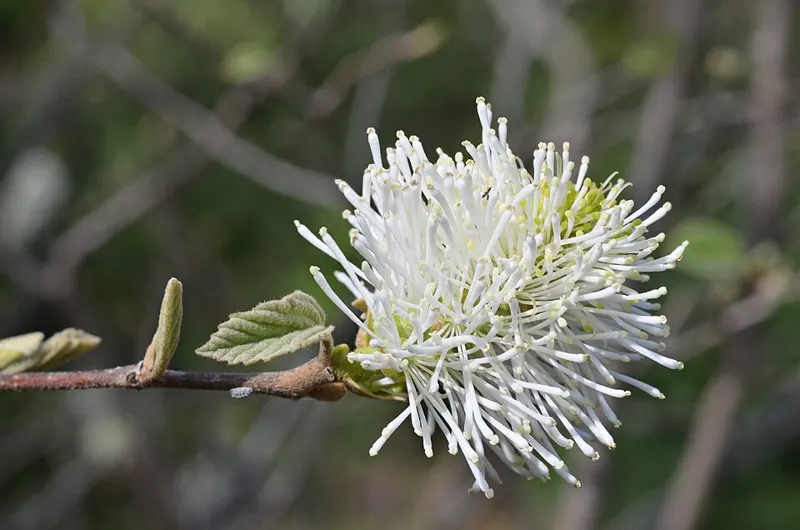 Dwarf Fothergilla