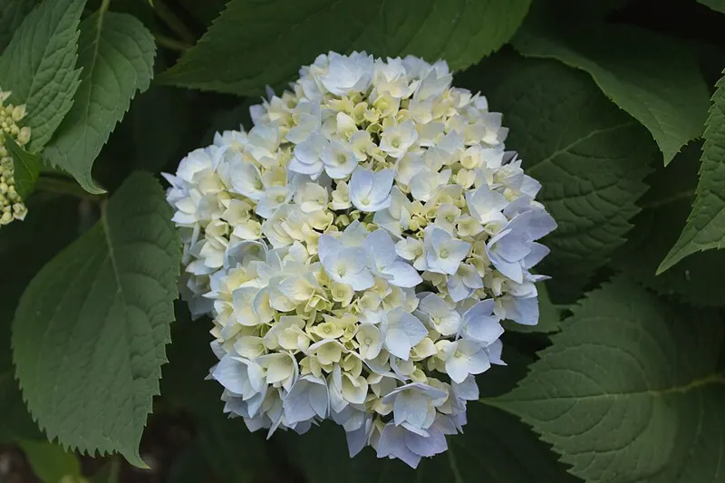 Shrub Catalog