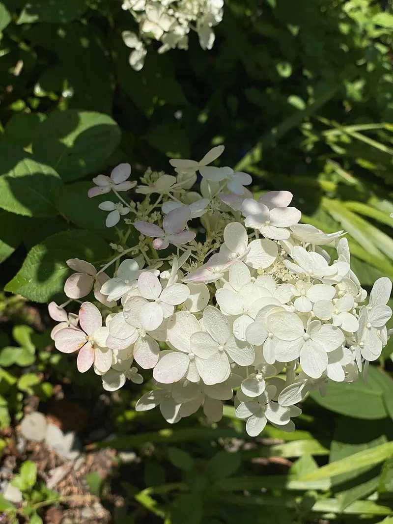 Fire Light Tidbit Hydrangea
