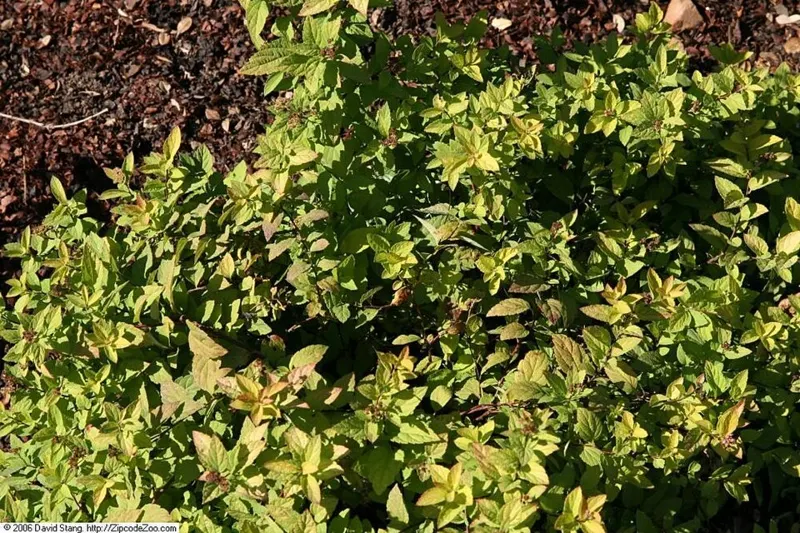 Gold Mound Spirea
