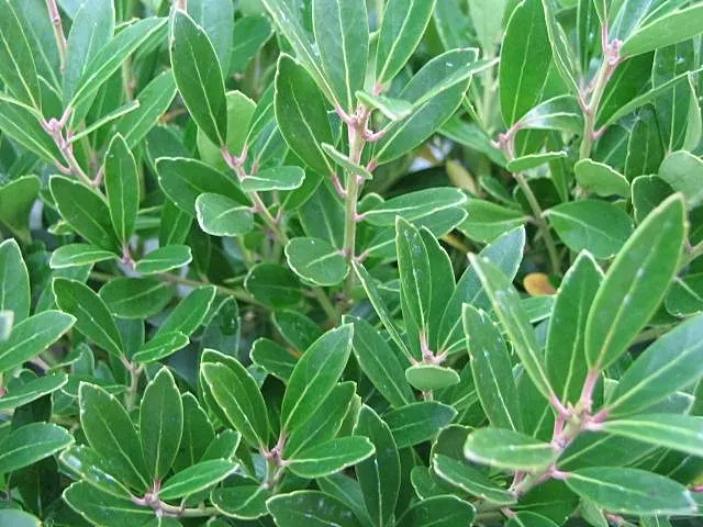 Inkberry Holly