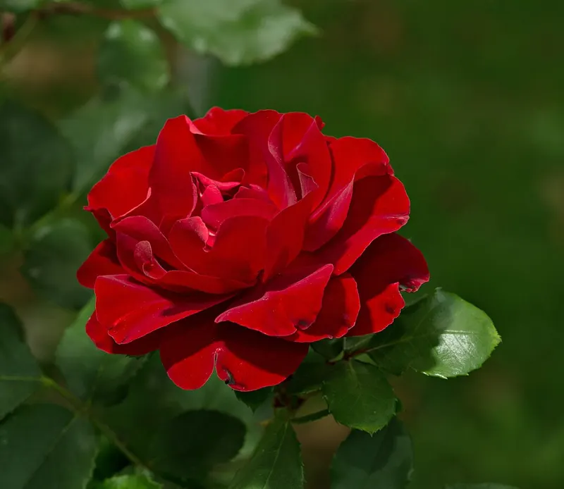 Knock Out Rose