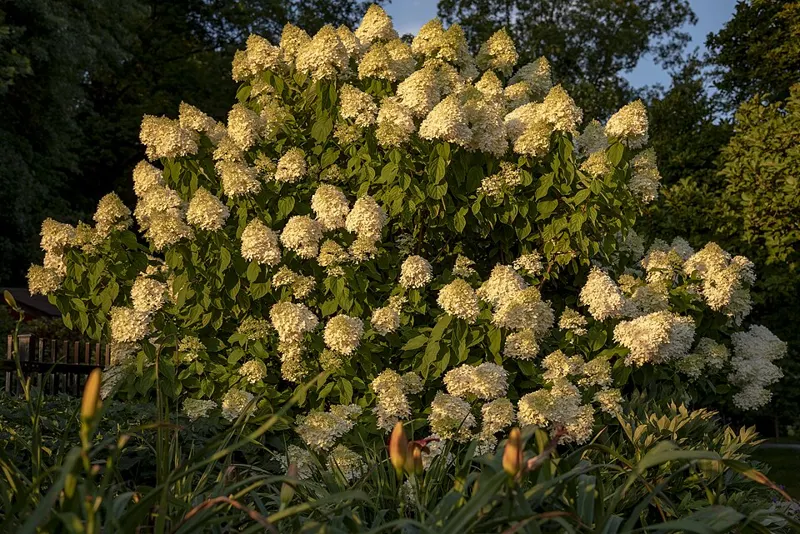 Limelight Hydrangea