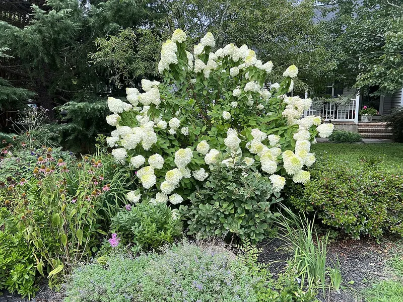 Little Lime Hydrangea