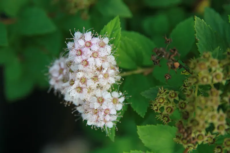 Little Princess Spirea