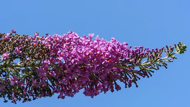 Lo & Behold Butterfly Bush