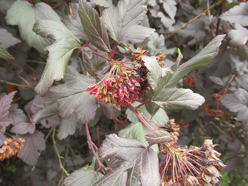 Ninebark 'Diabolo'