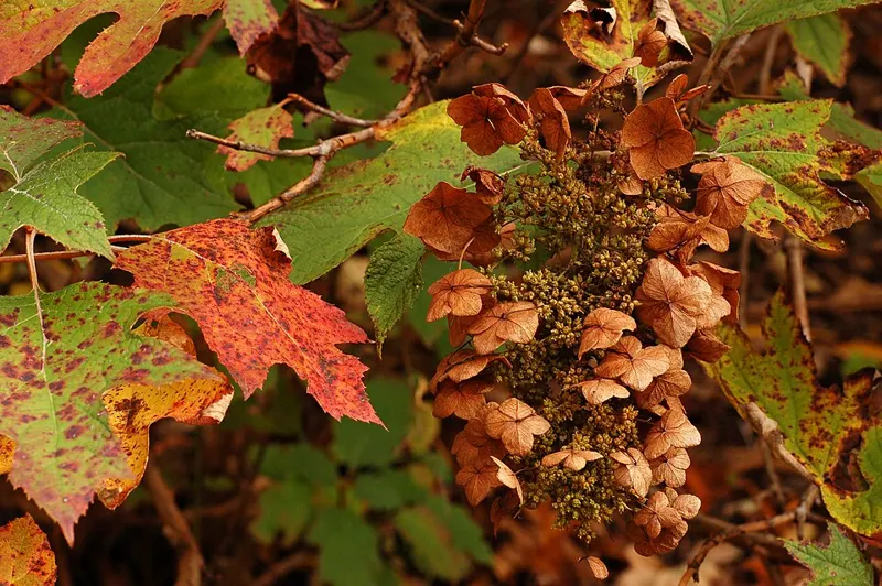 Oakleaf Hydrangea