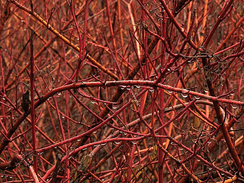 Red Twig Dogwood