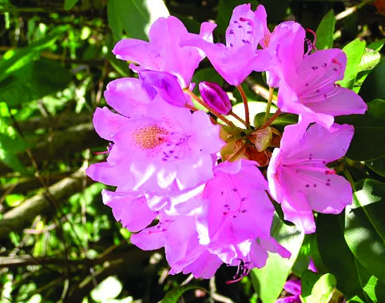 Rhododendron