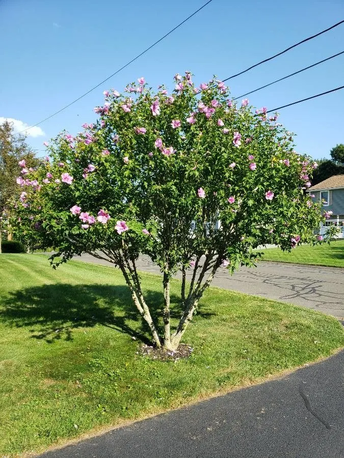 Rose of Sharon