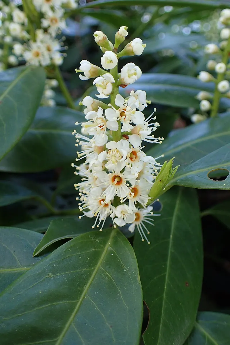 Schip Laurel