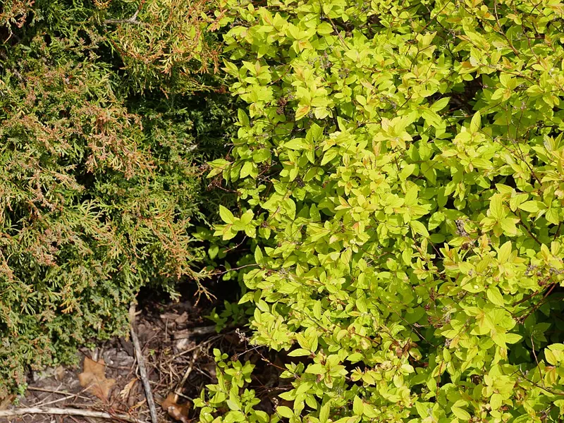Spirea 'Goldflame'