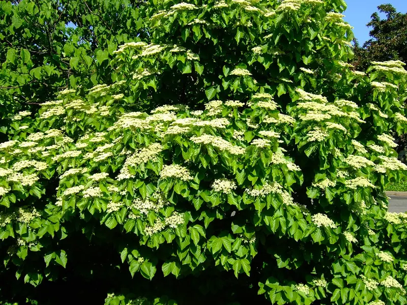 Viburnum 'Cardinal Candy'