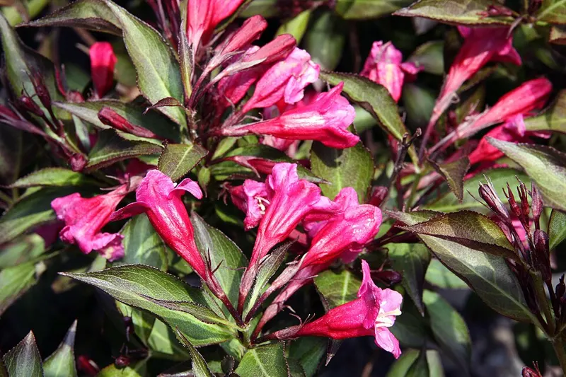Weigela 'Wine & Roses'