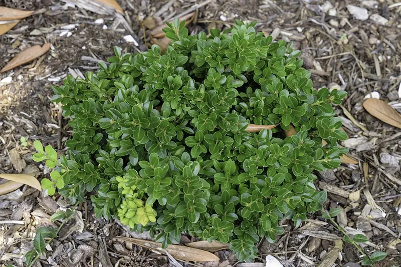 Winter Gem Boxwood