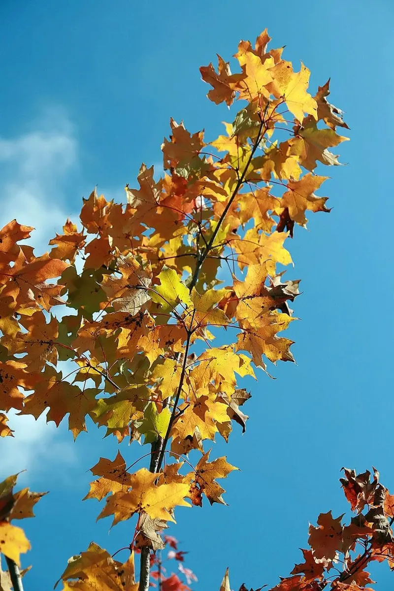 Autumn Blaze Maple