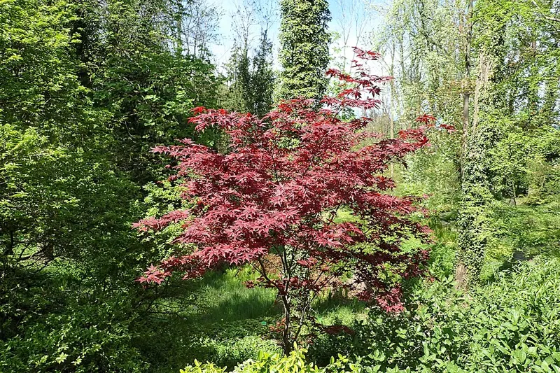 Tree Catalog