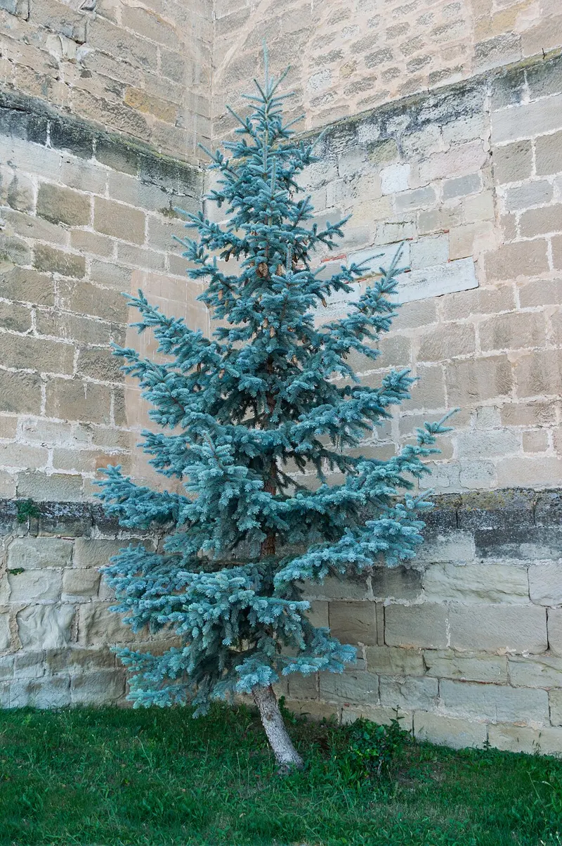 Colorado Blue Spruce