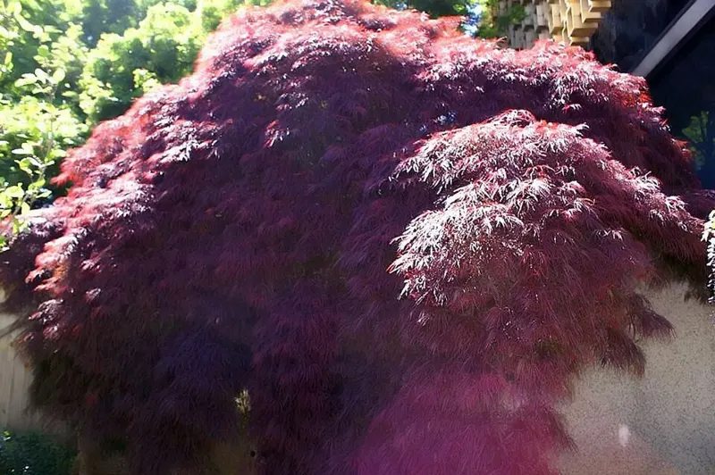 Crimson Queen Japanese Maple