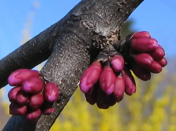 Eastern Redbud