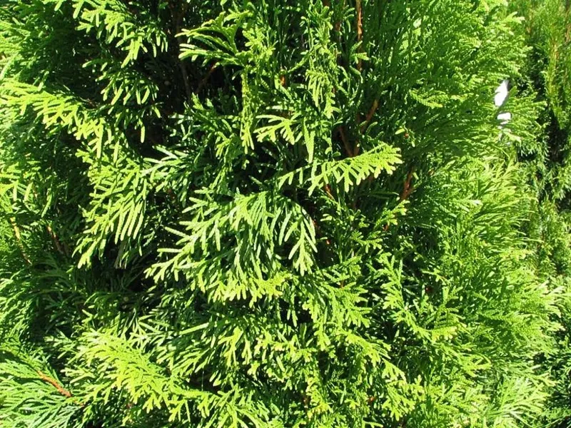 Emerald Green Arborvitae