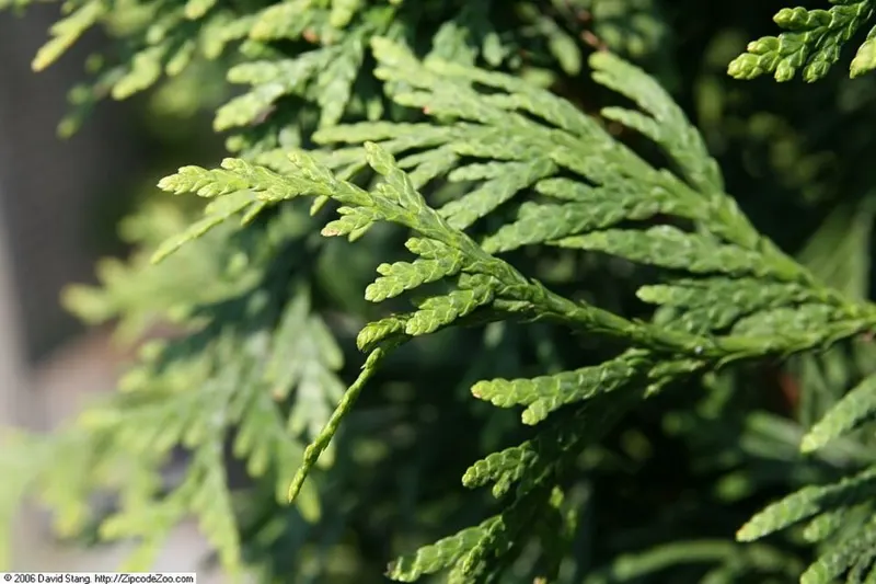 Green Giant Arborvitae