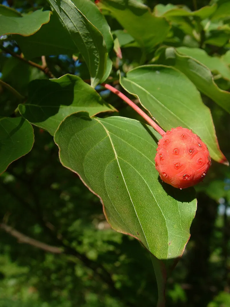 Kousa Dogwood