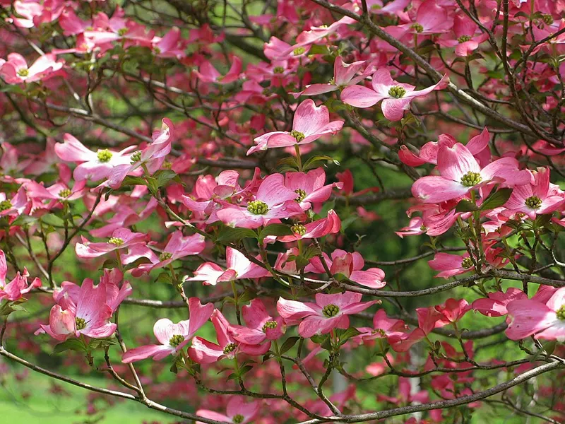 Pink Dogwood